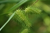 Close-up on spikey inflorescences.