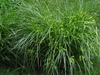 Large clump of grassy foliage & spikey fruit clusters.