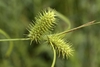 Close-up on spikey inflorescences.