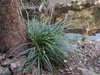 Green grassy plant with spikes of male flowers
