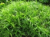 Bed plants of erect stems with cauline leaves.
