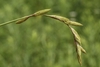 Close-up of inflorescence with brown, catkin-like spikelets