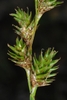 Close-up on multi-branched, cone-like inflorescences