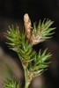 Close-up on multi-branched, cone-like inflorescences