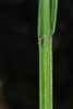Close-up on the angular green stem