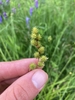 Fingers holding an inflorescence that has cone-like spikelets