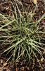 Grassy tufted plant.