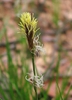 Carex pensylvanica