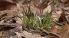 Grassy, fine-textured, clumping plant with erect inflorescences