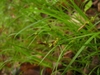 Grassy foliage & an inflorescence with green achenes