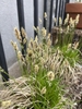 Grassy, fine-textured, clumping plant with erect inflorescences