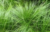 Grassy, fine-textured, clumping plant.