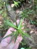 Hand cradling a stem bearing a rosette of leaves