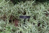 Bed of grassy foliage with creamy white margins.