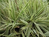 Clumps of grassy foliage with creamy white margins.
