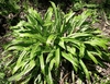 Clump of broad, puckered, lanceolate leaves