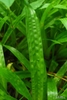 Linear lanceolate leaf with puckered and textured blade.