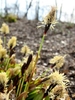 Erect dark inflorescences with clusters of exserted stamens