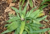 Rosette of broad, grassy leaves.