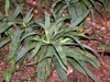 Group of rosette plants with broad, glaucous, grassy leaves