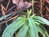 Broad, grassy leaves and new growth