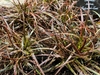 Tufts of leaves with red and orange longitudinal stripes