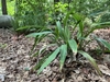 Form of the plant