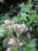 Pink flowers from the side