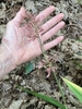 Flower spike with pink flowers
