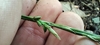 Hand with spike of few basal achenes & terminal staminate flos.