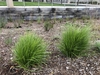 Tufts of leaves forming mounding plants in a mulched area.