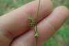 Spike of small green flowers resting against two fingers.