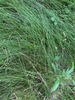 A mass of fine foliage and inflorescences.
