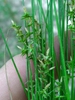 Hand cradling a cluster of fine foliage and inflorescences.