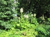 A group of plants sending up flowers.