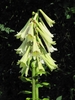 Cardiocrinum giganteum inflorescence