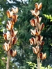 Stems bearing open capsules.