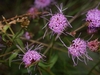 Purple disc flowers