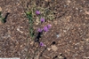 Form