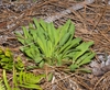 Green basal leaves in a rosette