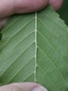 Underside of leaf with pinnate venation & axillary domatia
