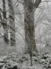 Carpinus betulus