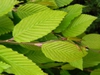 Carpinus betulus