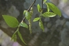 Catkins and leaves in March
