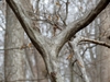 Smooth bark on "muscled," fluted, sinewy branches.
