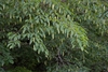 Leaves on branches with dangling catkins