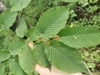 Leaf detail showing venation