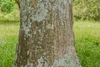 Closeup of brown bark