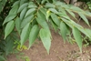 Opposite green leaves showing venation and toothed margins