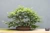 Tree used as a bonsai